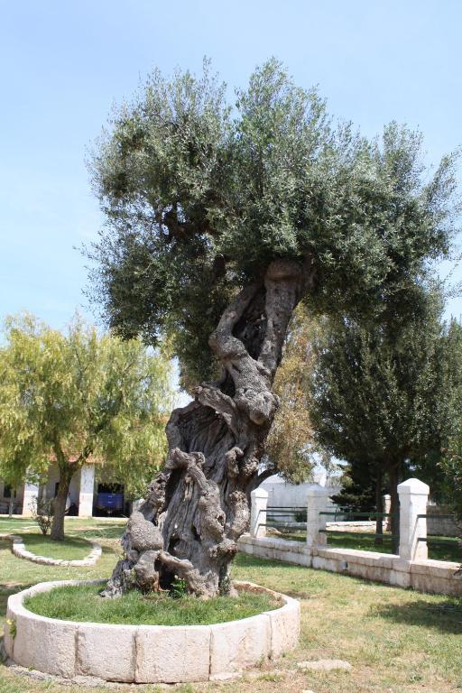 Masseria Maccarone Fasano Exteriör bild
